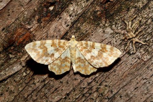 Hydrelia flammeolaria
